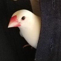 野首南帆子
