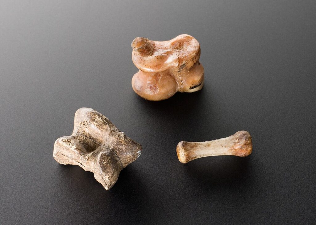 Bones