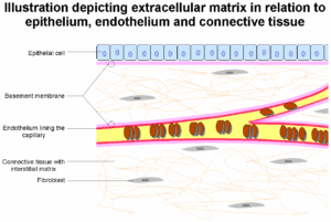 ECM