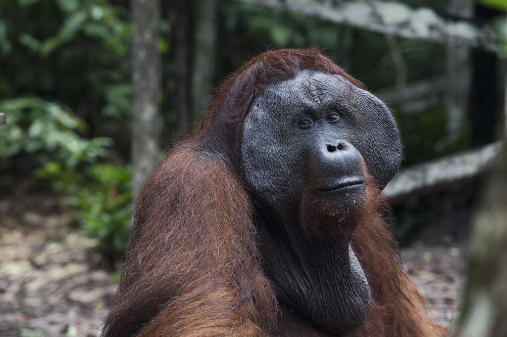 オランウータン